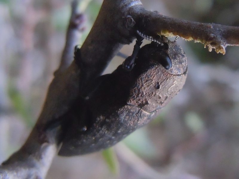 Buprestidae dalla Gallura 2: Capnodis tenebricosa